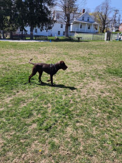 Leicester Bark Park - Leicester, MA