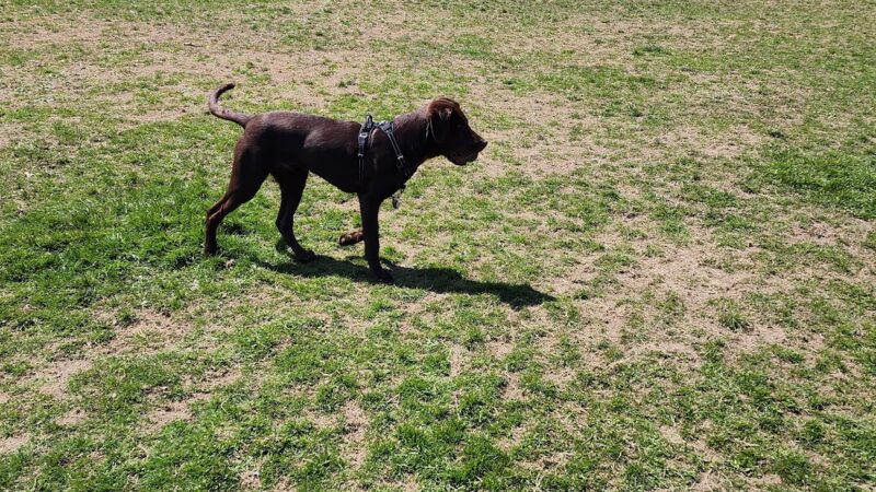 Leicester Bark Park - Leicester, MA