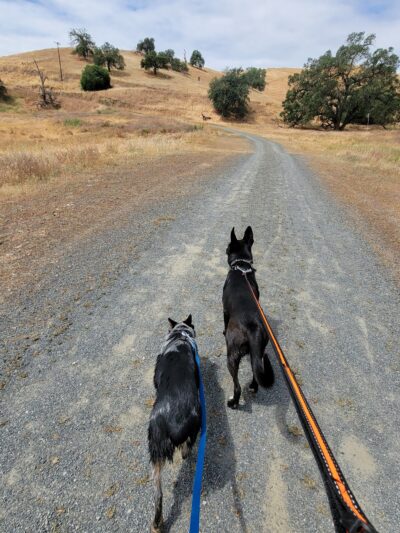 Dry creek Reserve - Lemon Cove, CA