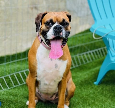 Barks and Rec Play Park, LLC - Lenoir, NC