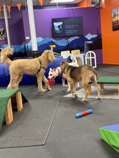 Barks and Rec Play Park, LLC - Lenoir, NC