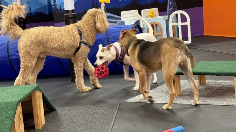 Barks and Rec Play Park, LLC - Lenoir, NC