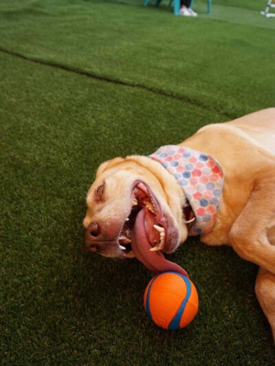 Barks and Rec Play Park, LLC - Lenoir, NC