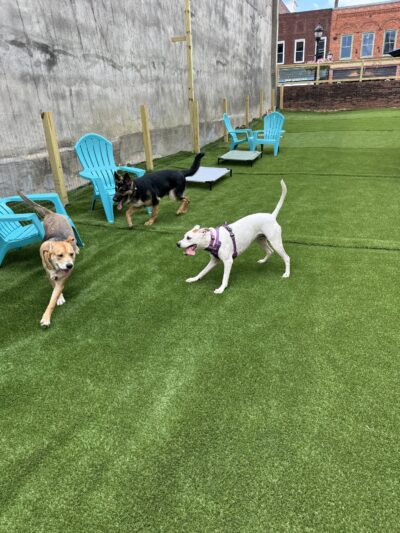 Barks and Rec Play Park, LLC - Lenoir, NC