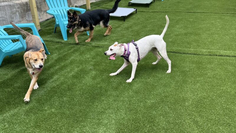 Barks and Rec Play Park, LLC - Lenoir, NC