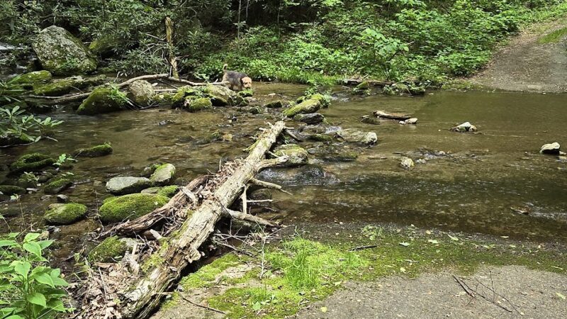 Lower China Creek Trail - Lenoir, NC