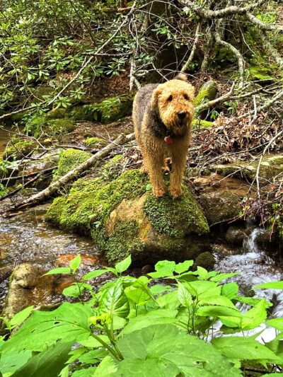 Lower China Creek Trail - Lenoir, NC
