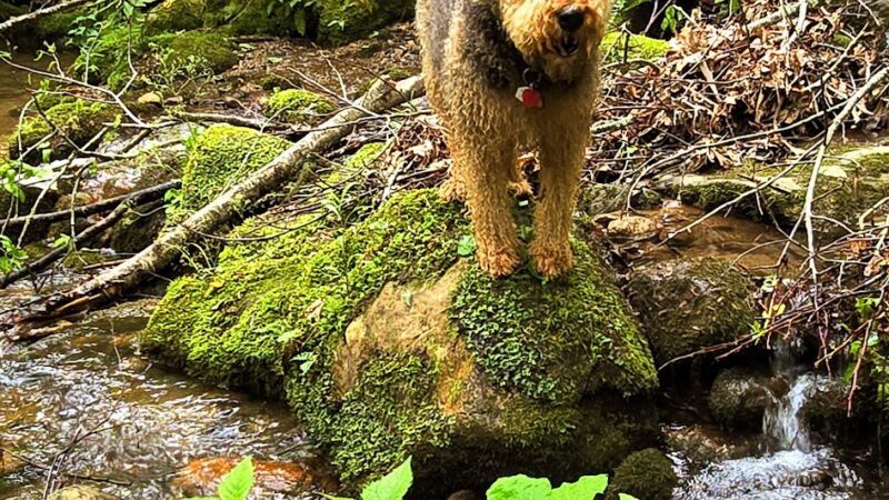 Lower China Creek Trail - Lenoir, NC
