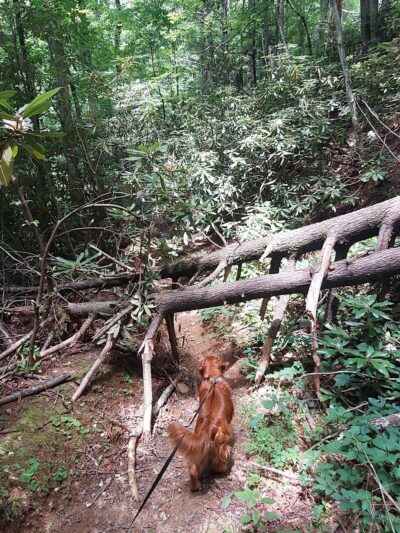 Lower China Creek Trail - Lenoir, NC