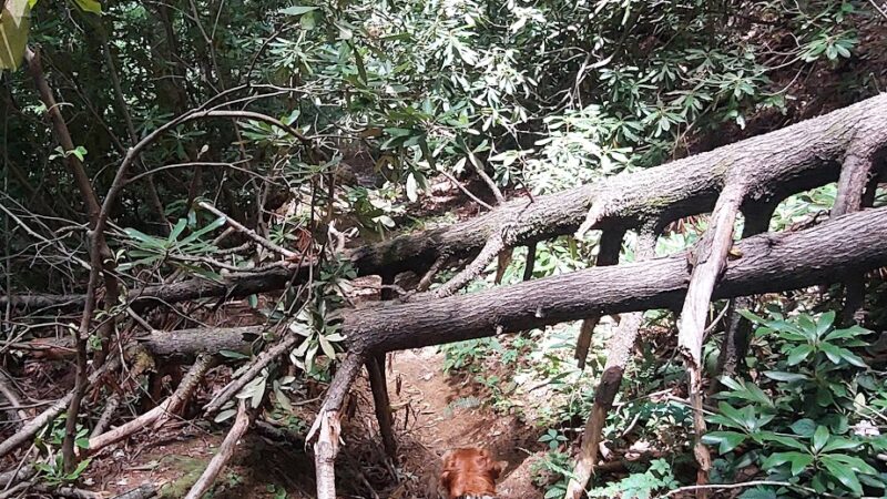 Lower China Creek Trail - Lenoir, NC