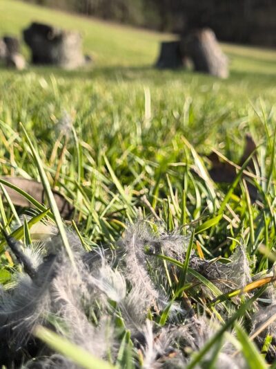 Oak Hill Community Park - Lenoir, NC