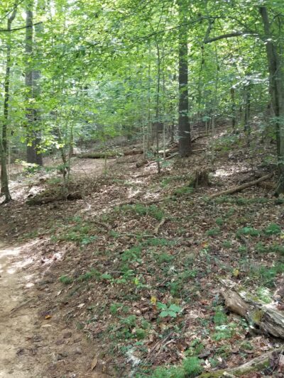 Zack's Fork Mountain Bike Trail Lenoir - Lenoir, NC
