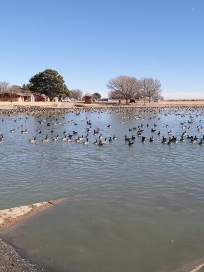 Brashear Lake Park - Levelland, TX