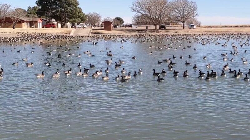 Brashear Lake Park - Levelland, TX