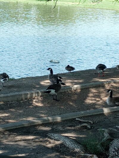 Brashear Lake Park - Levelland, TX