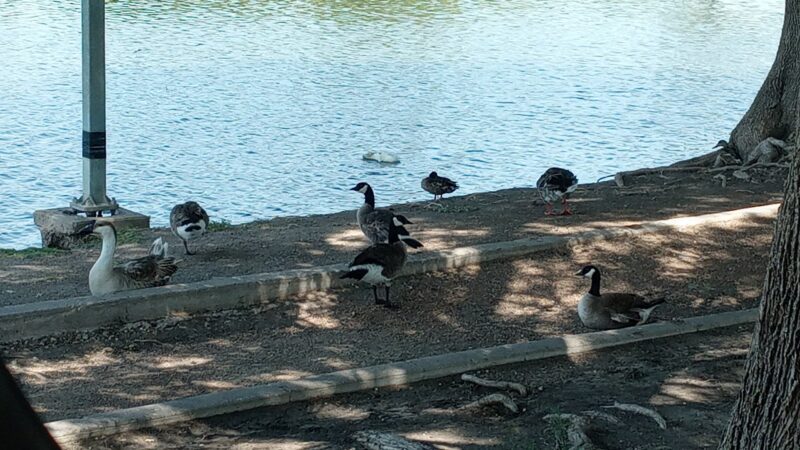 Brashear Lake Park - Levelland, TX