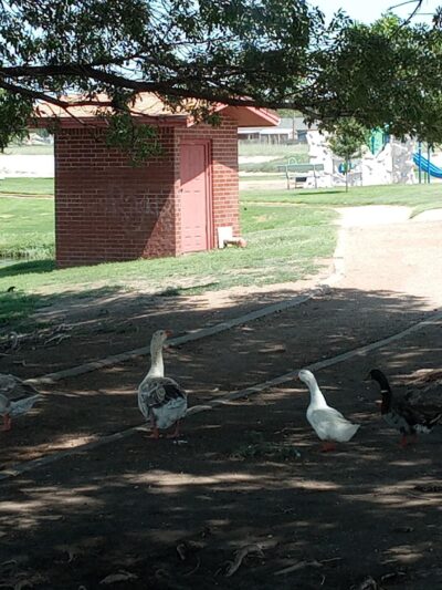 Brashear Lake Park - Levelland, TX