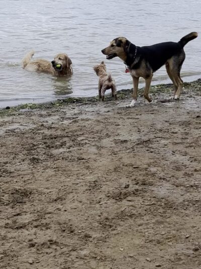 Friends of Alum Creek Dog Park - Lewis Center, OH