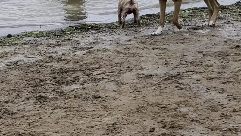 Friends of Alum Creek Dog Park - Lewis Center, OH