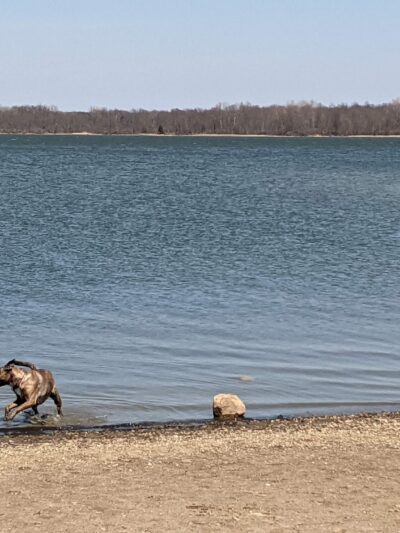 Friends of Alum Creek Dog Park - Lewis Center, OH