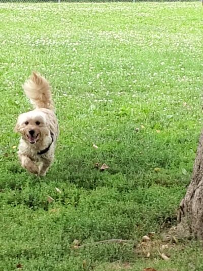 Friends of Alum Creek Dog Park - Lewis Center, OH