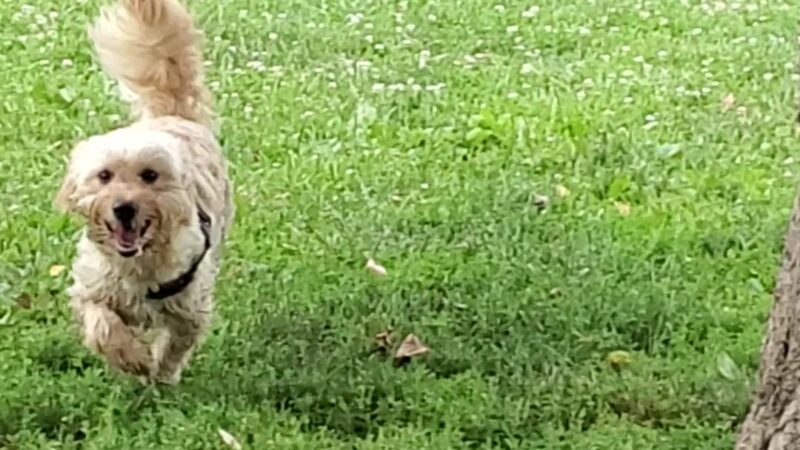 Friends of Alum Creek Dog Park - Lewis Center, OH
