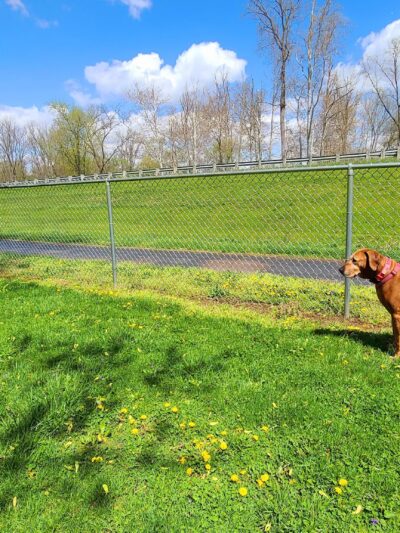 Lewisburg Dog Park by Royal Canin - Lewisburg, OH