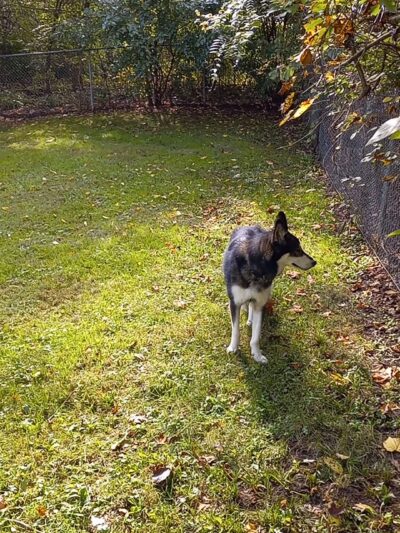 Lewisburg Dog Park by Royal Canin - Lewisburg, OH
