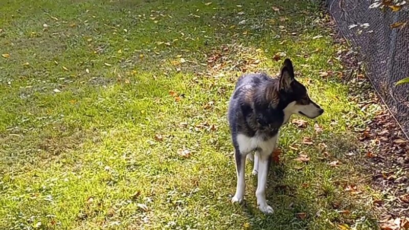 Lewisburg Dog Park by Royal Canin - Lewisburg, OH