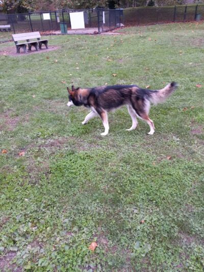 Lewisburg Dog Park by Royal Canin - Lewisburg, OH