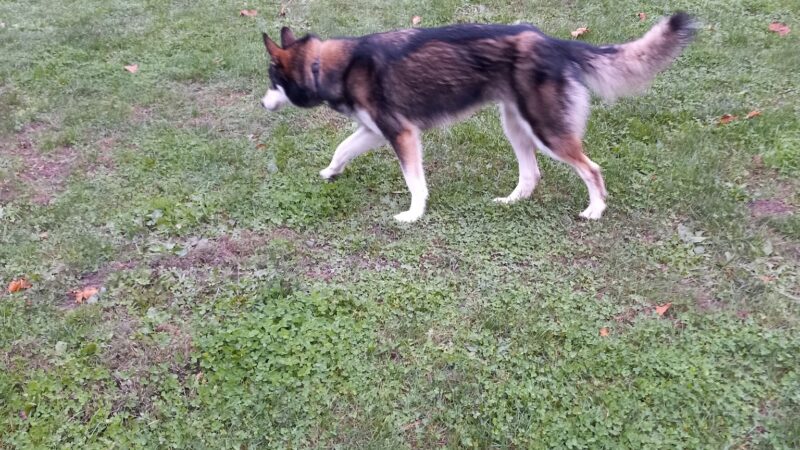 Lewisburg Dog Park by Royal Canin - Lewisburg, OH