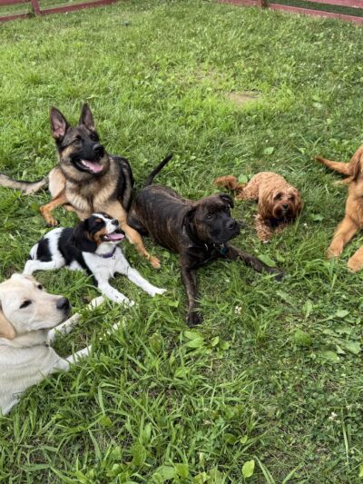 Brookpark Pet Supply - Lewisburg, PA