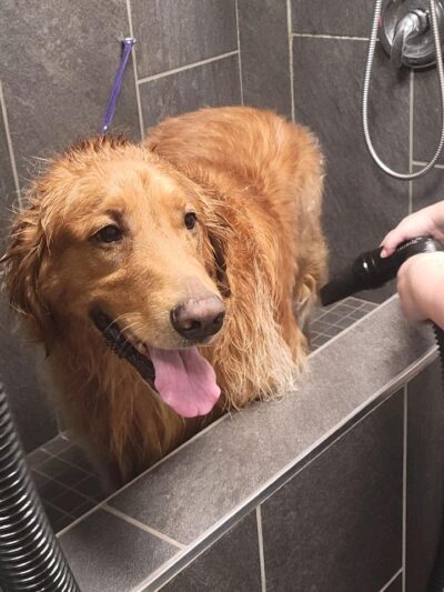 Brookpark Pet Supply - Lewisburg, PA