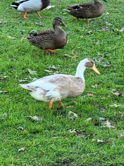 Lewisburg Area Recreation Park - Lewisburg, PA
