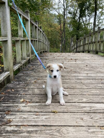 Turtle Creek Park - Lewisburg, PA