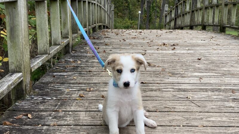 Turtle Creek Park - Lewisburg, PA