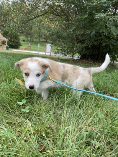 Turtle Creek Park - Lewisburg, PA