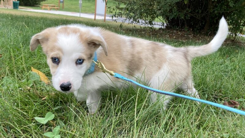 Turtle Creek Park - Lewisburg, PA
