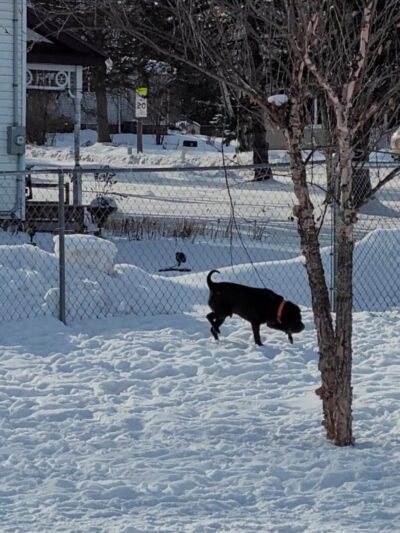 Lewiston Dog Park - Lewiston, MN