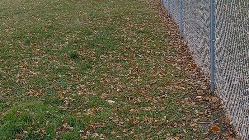 Lewiston Dog Park - Lewiston, MN