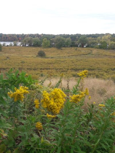 Stella Niagara Preserve - Lewiston, NY