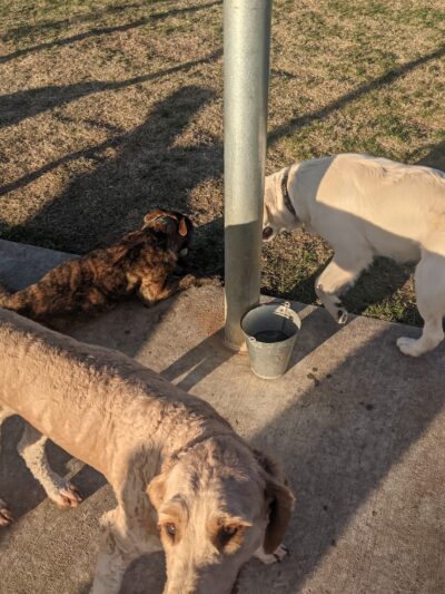 Briarhill dog park - Lewisville, TX