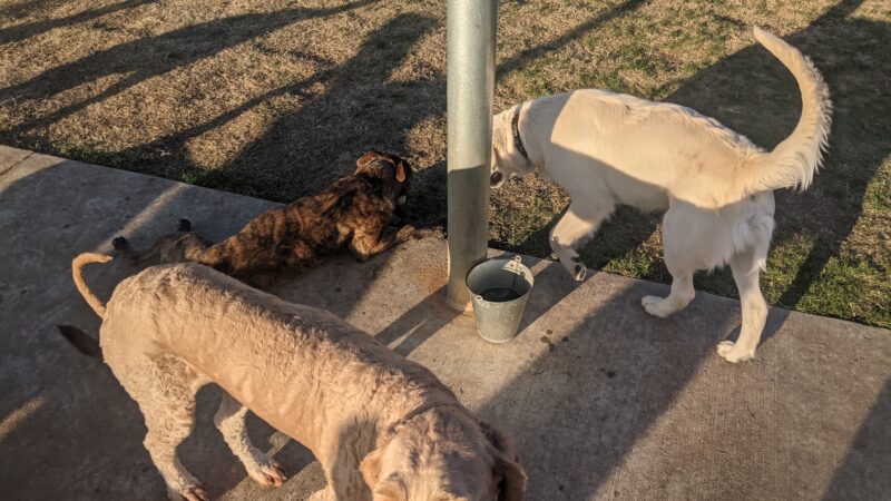 Briarhill dog park - Lewisville, TX