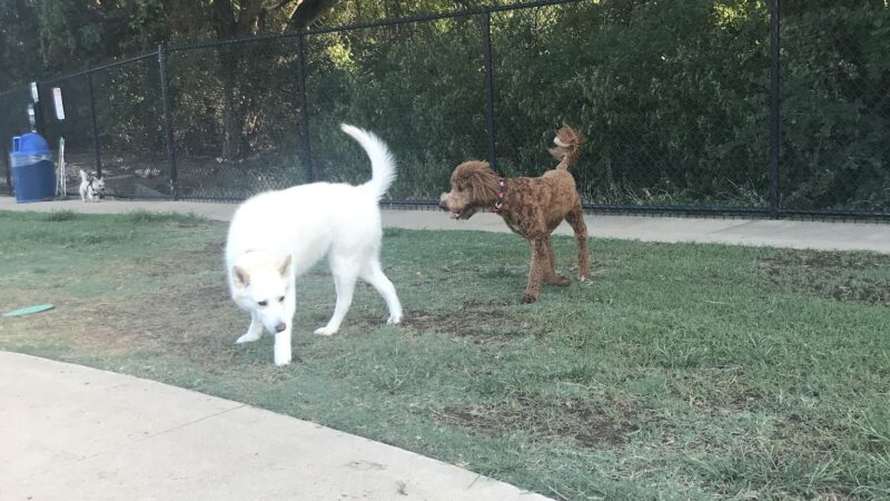 Briarhill dog park - Lewisville, TX