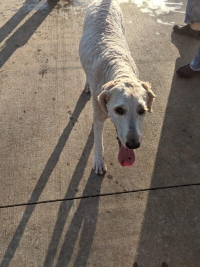 Briarhill dog park - Lewisville, TX