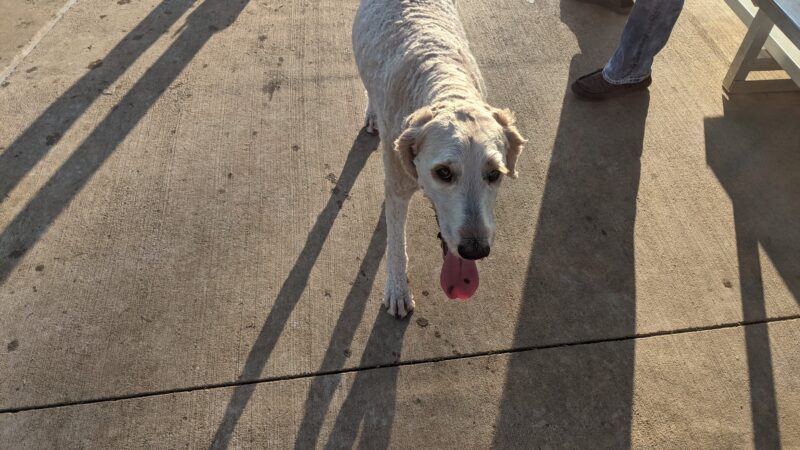 Briarhill dog park - Lewisville, TX