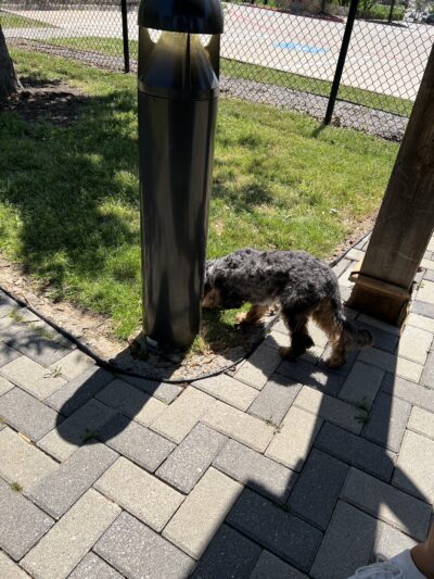 Dog Park - Lewisville, TX