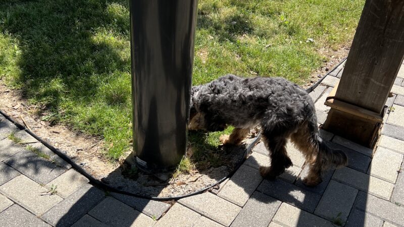 Dog Park - Lewisville, TX