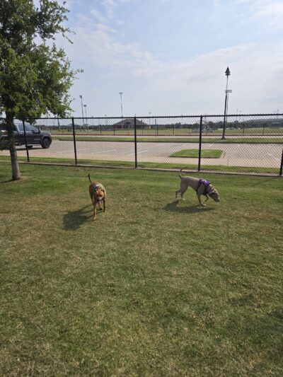 Dog Park - Lewisville, TX