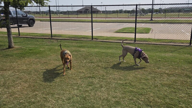 Dog Park - Lewisville, TX